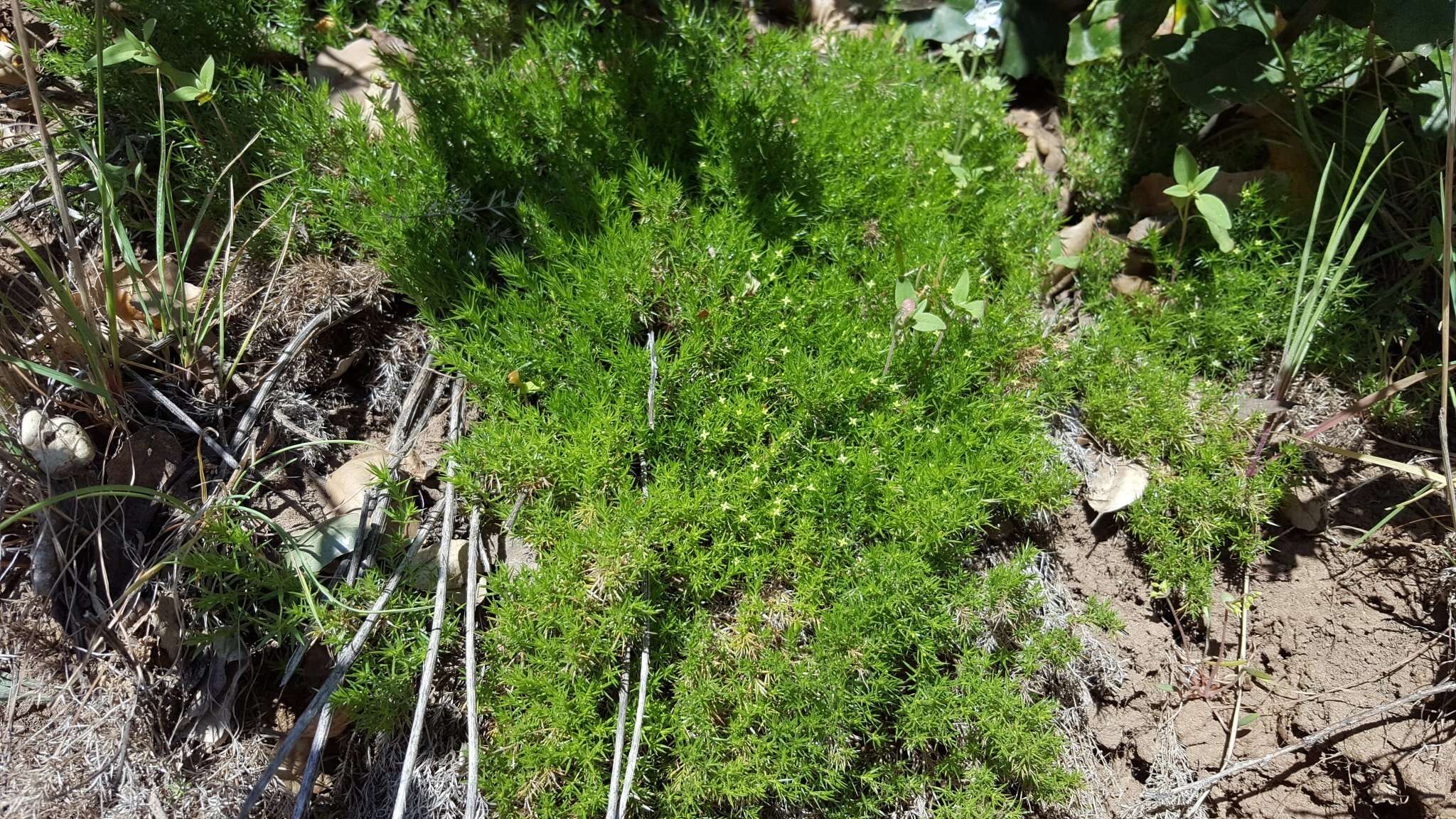 Image of Andrews' bedstraw