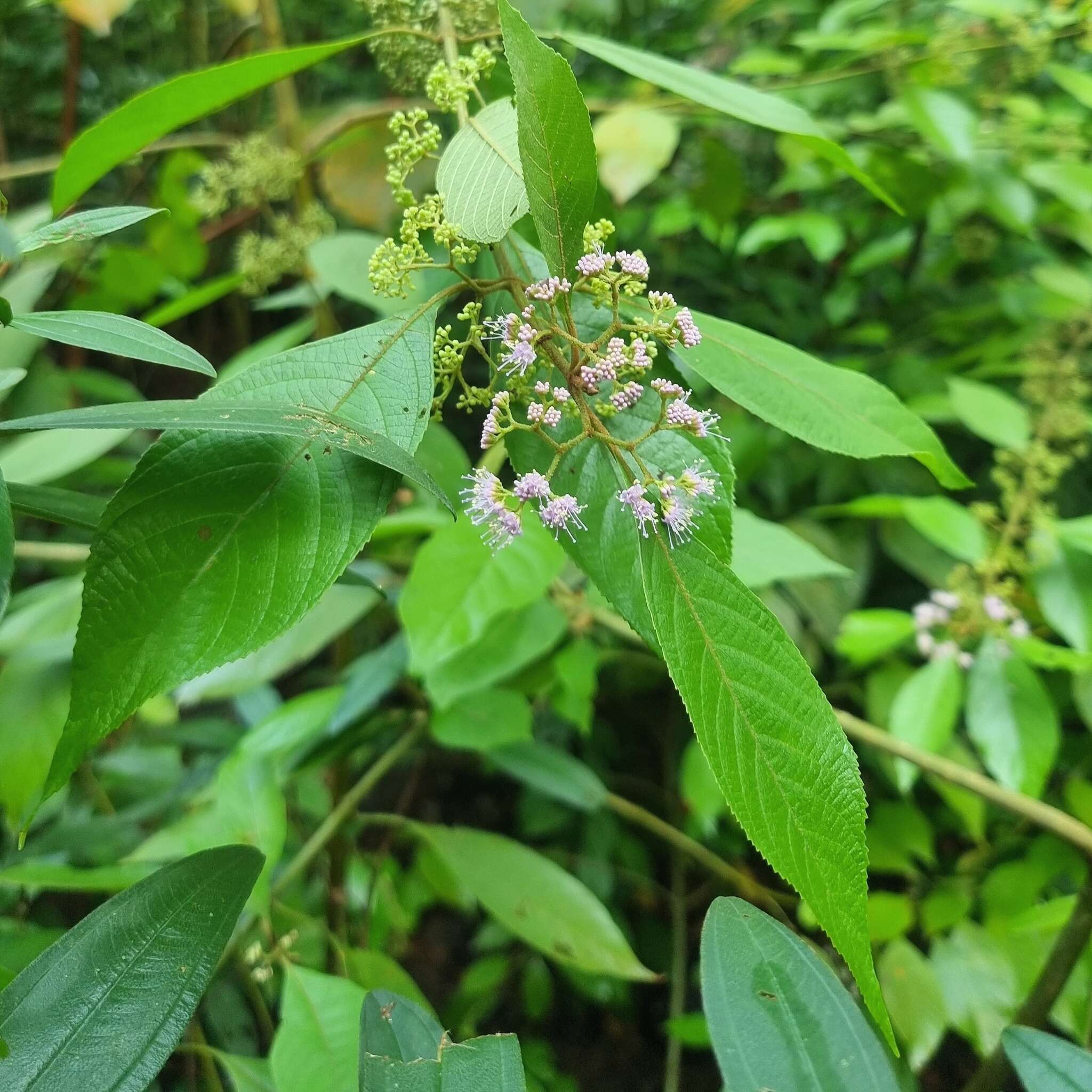 Sivun Callicarpa longifolia Lam. kuva