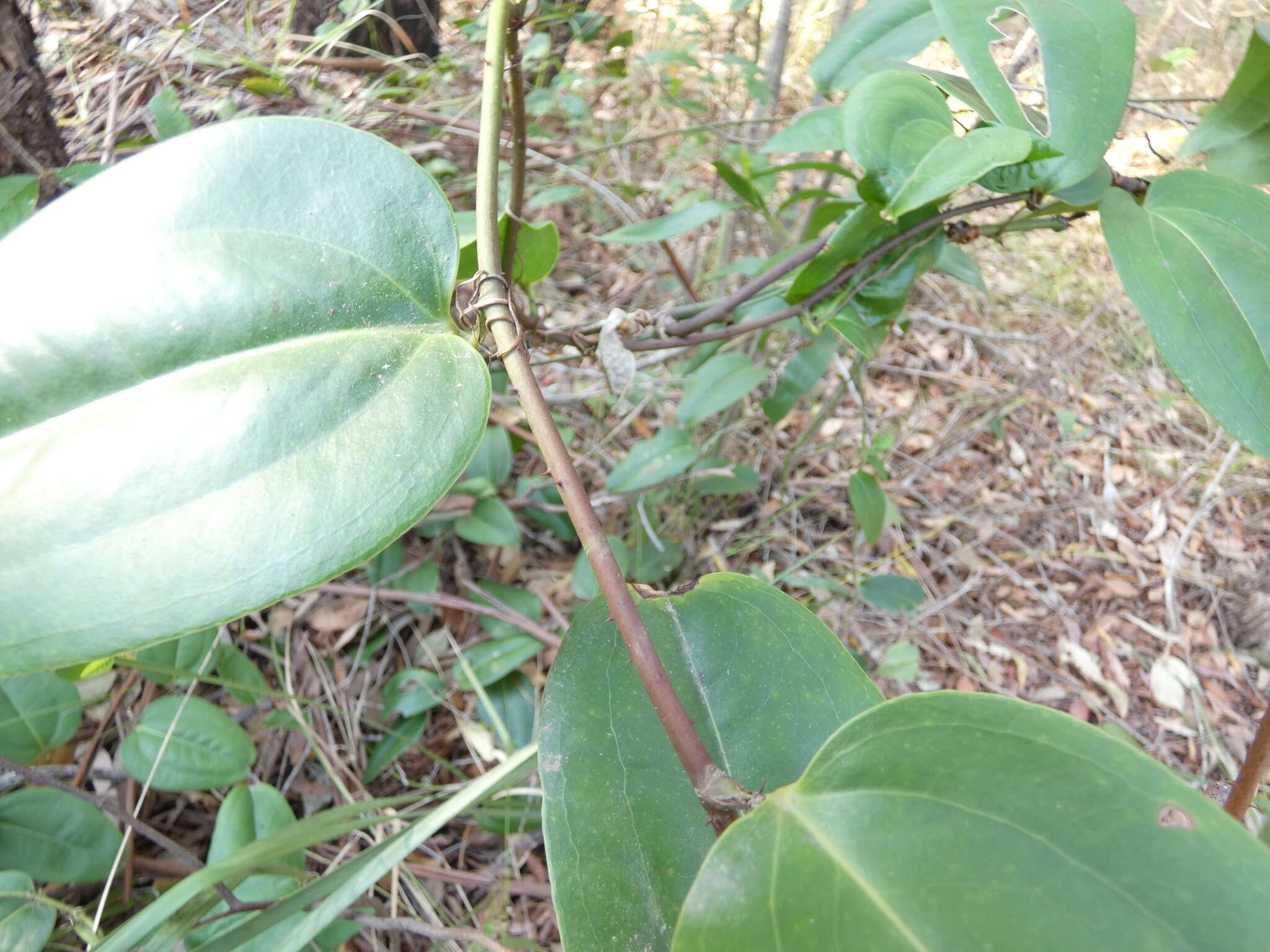 Image of Smilax australis R. Br.