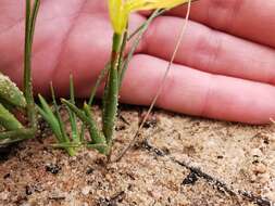 Image of Moraea maximiliani (Schltr.) Goldblatt & J. C. Manning