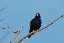 Image of Dusky Indigobird