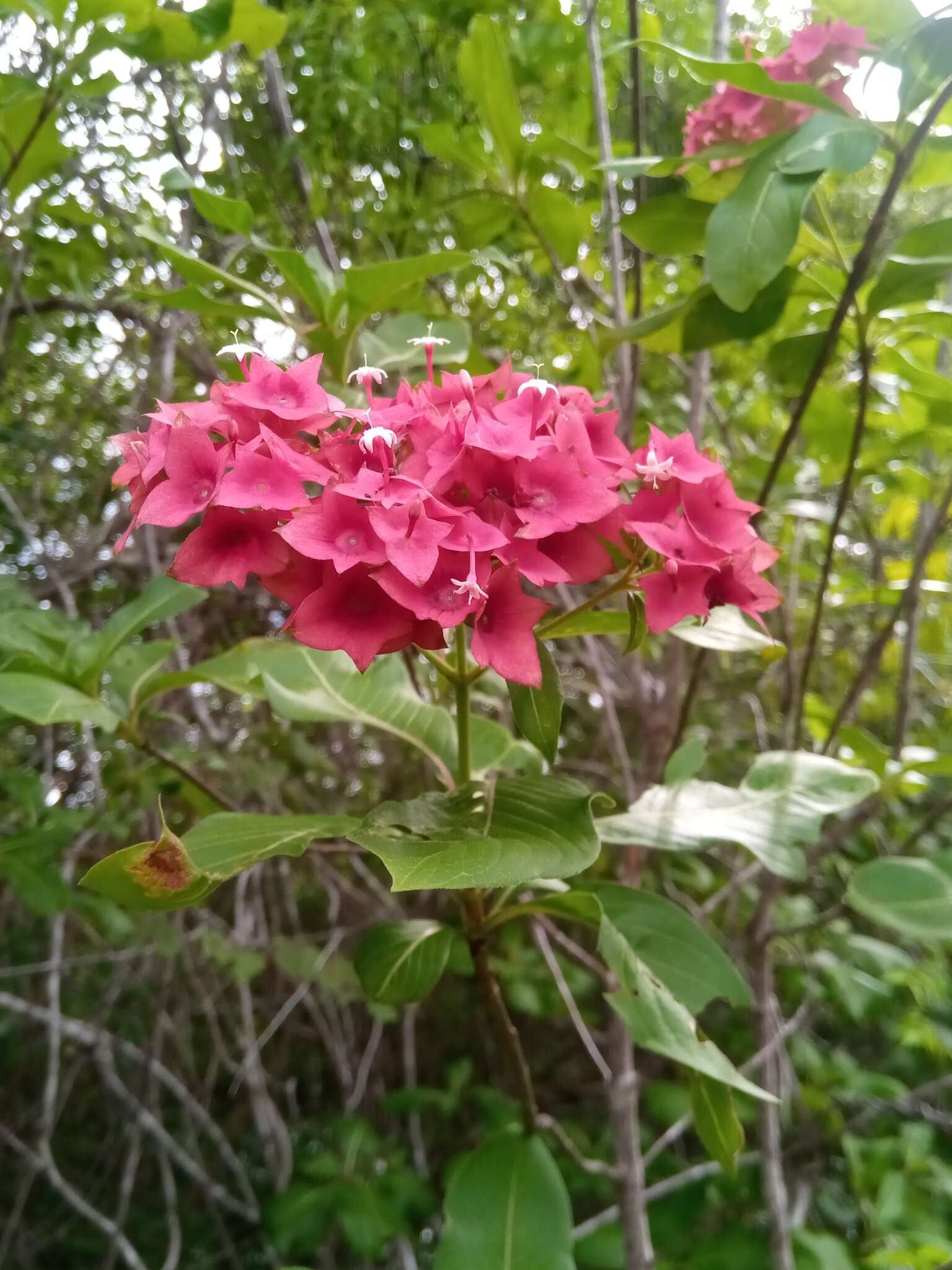 صورة Paracarphalea kirondron (Baill.) Razafim., Ferm, B. Bremer & Kårehed