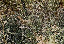 Image of Graceful Prinia