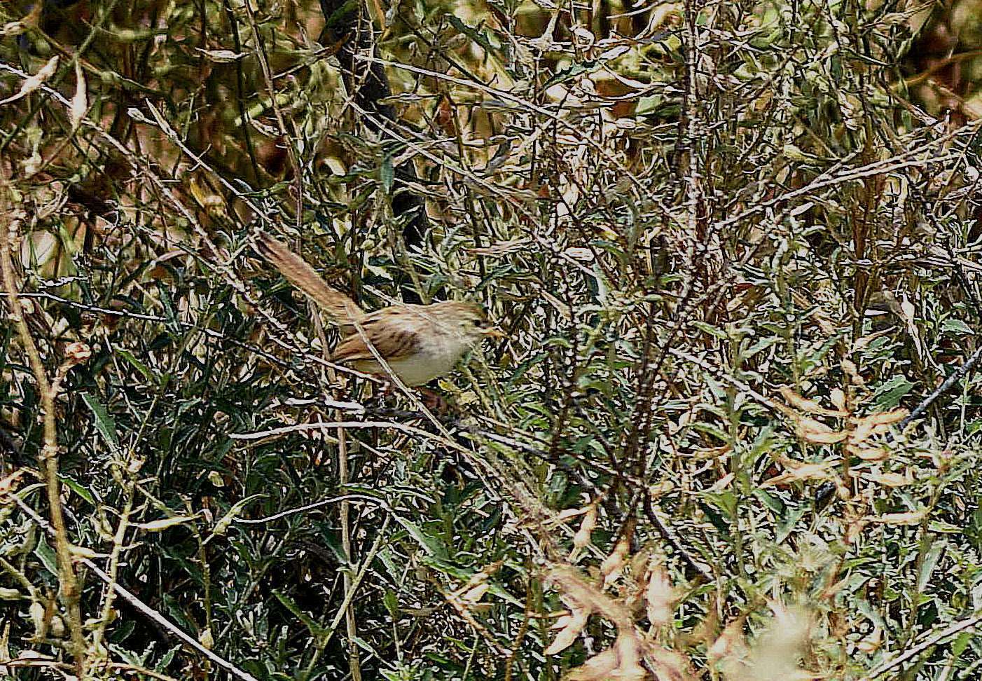 Image of Graceful Prinia