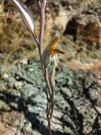 Image of Haworthia nortieri G. G. Sm.