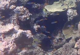 Image of Limespot Butterflyfish