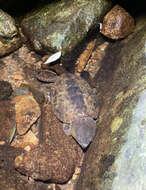 Image of Big-headed Turtle