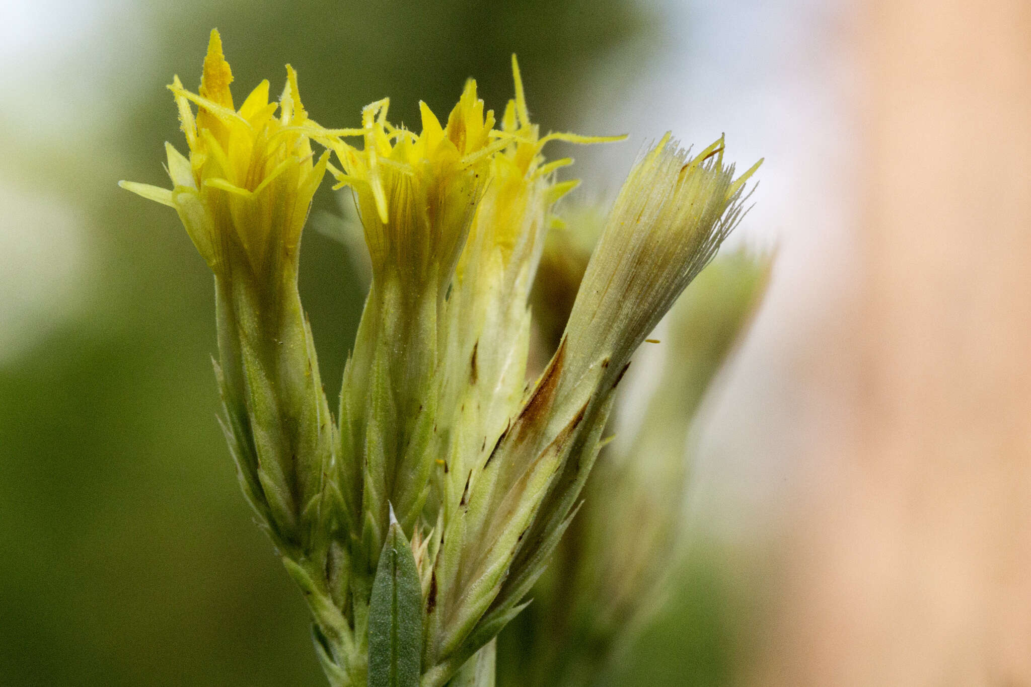 Imagem de Chrysothamnus depressus Nutt.