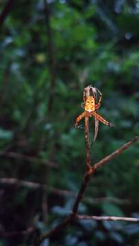 Imagem de Argiope ocula Fox 1938