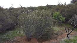 Image of desert ceanothus