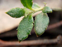 Image of Gonocarpus tetragynus Labill.