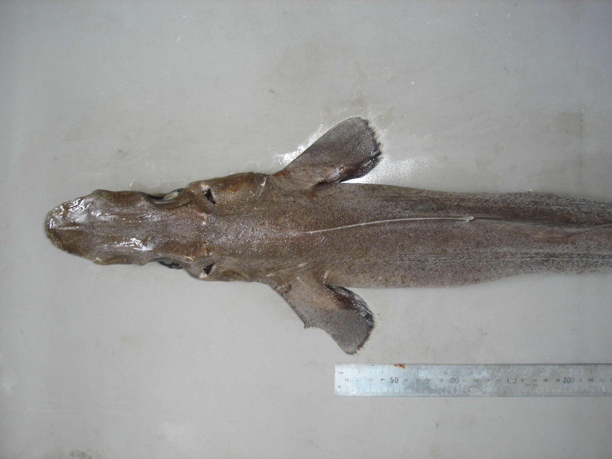 Image of Birdbeak Dogfish