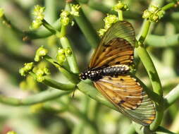 Image of Acraea horta Linnaeus 1764