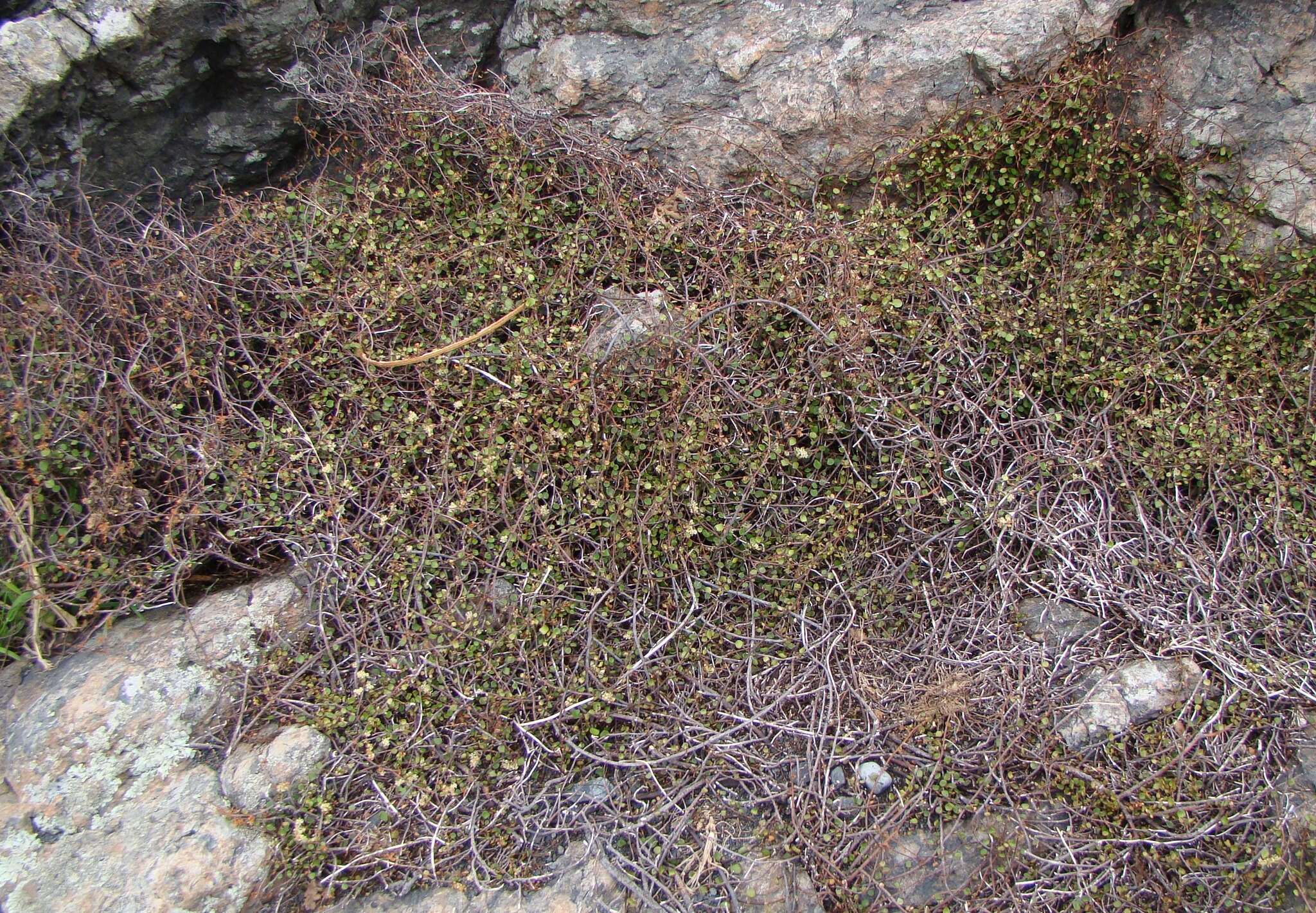 Image of maidenhair vine