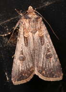 Image of Agrotis munda Walker 1856