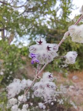 Image of Condea laniflora (Benth.) Harley & J. F. B. Pastore