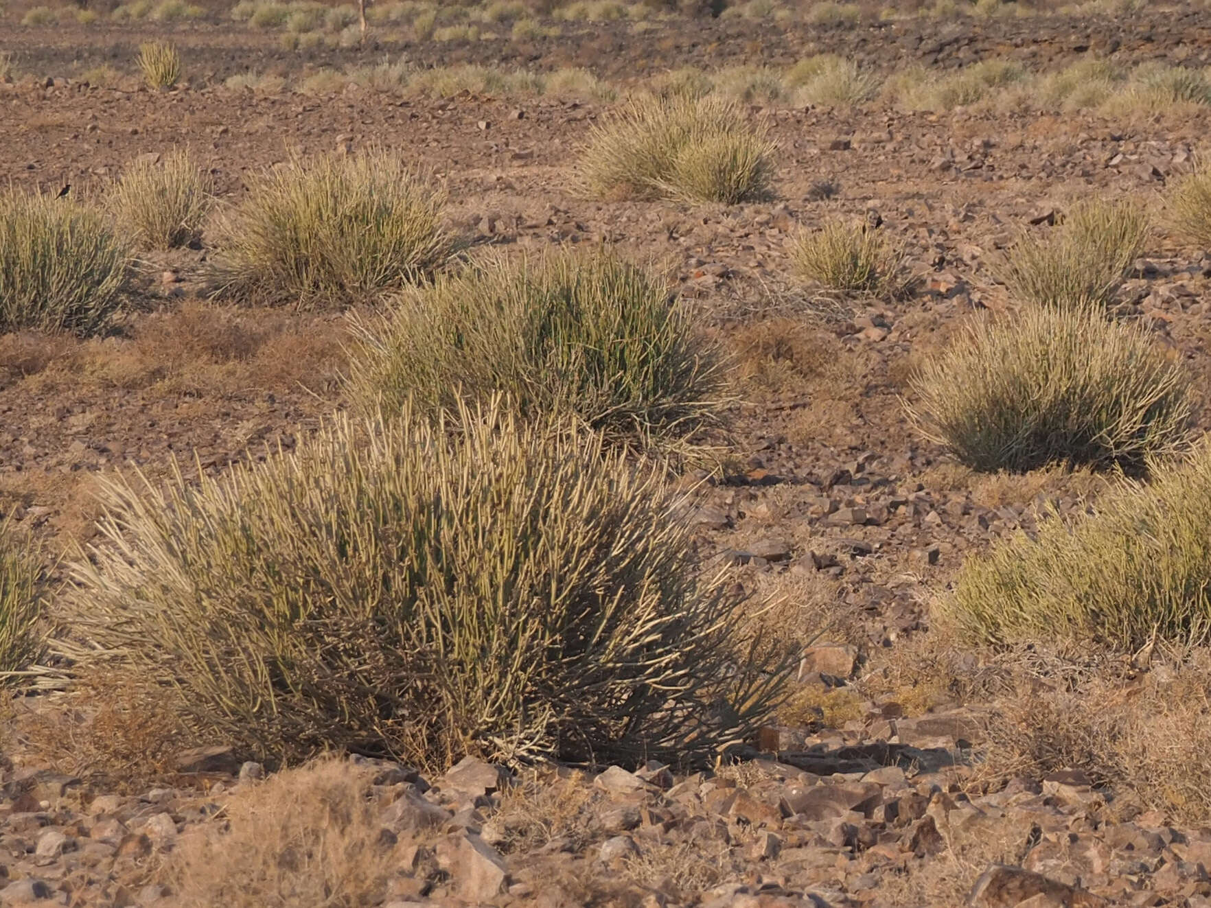 Image of Euphorbia gregaria Marloth