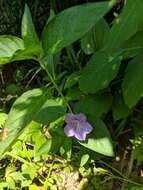 Image of limestone wild petunia