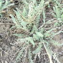 Image of Tanacetum achilleifolium (M. Bieb.) Sch. Bip.