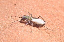 Image of Coral Pink Sand Dunes Tiger Beetle