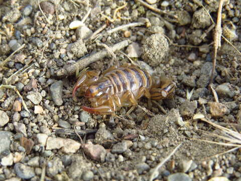 Image of Bothriurus patagonicus Maury 1968