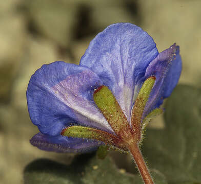 Imagem de Phacelia nashiana Jepson