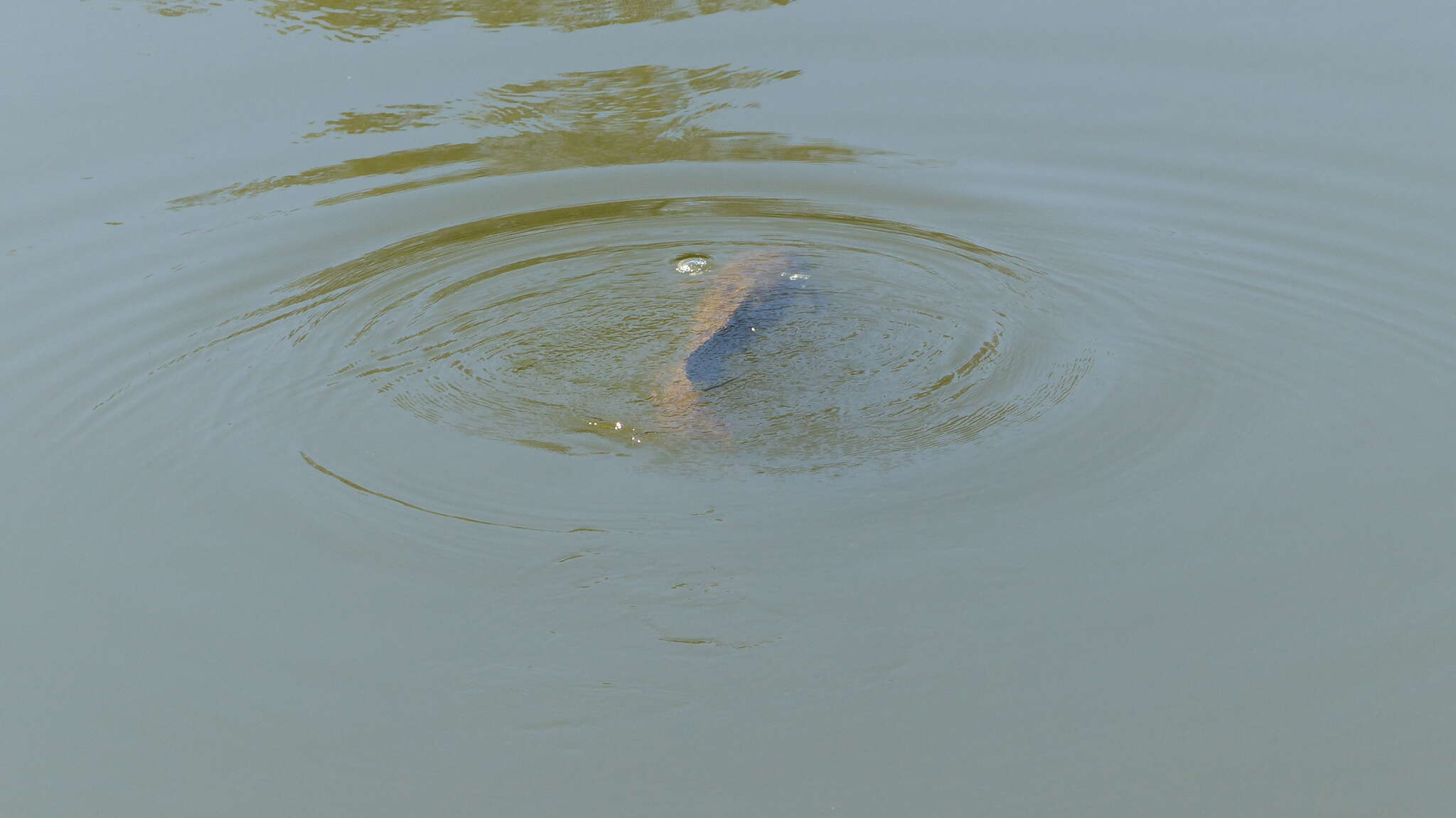 Image of Australian lungfish