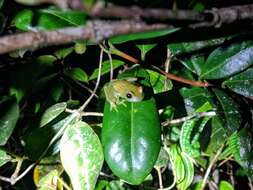 Image of Green Bright-eyed Frog