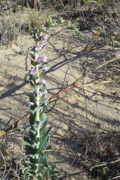 Plancia ëd Penstemon buckleyi Pennell