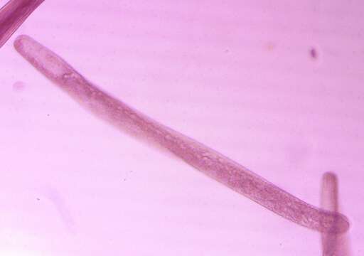 Image of Spirostomum ambiguum