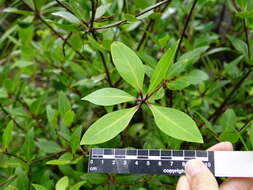 Sivun Pittosporum cornifolium A. Cunn. kuva