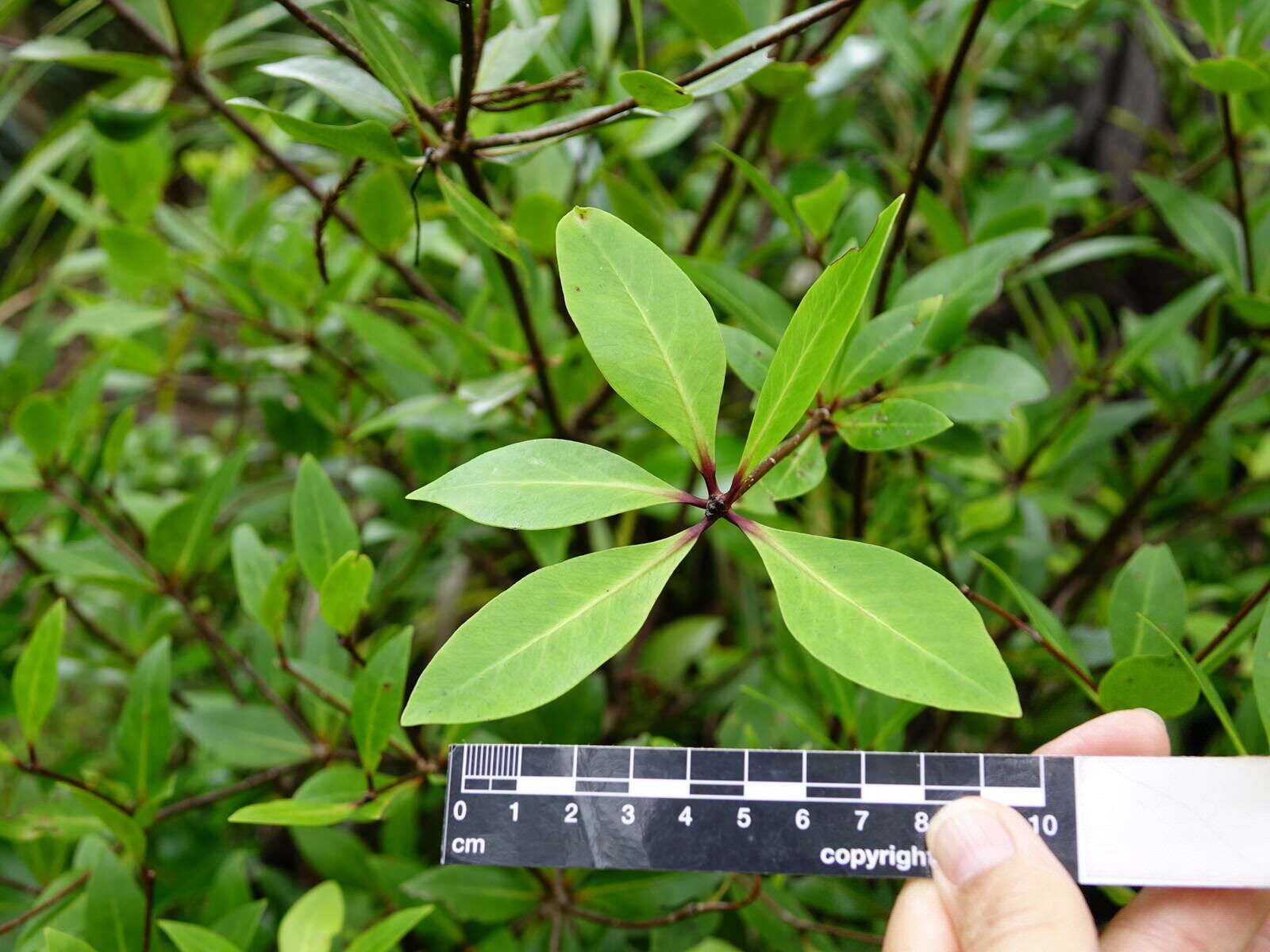 Sivun Pittosporum cornifolium A. Cunn. kuva