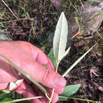 Astrotricha latifolia Benth.的圖片