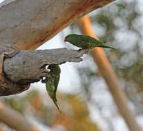 صورة Trichoglossus chlorolepidotus (Kuhl 1820)