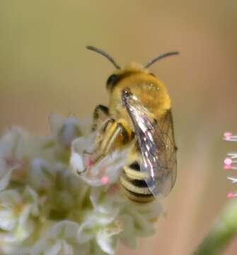 Image of Colletes slevini Cockerell 1925