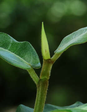 Image of brown-woolly fig