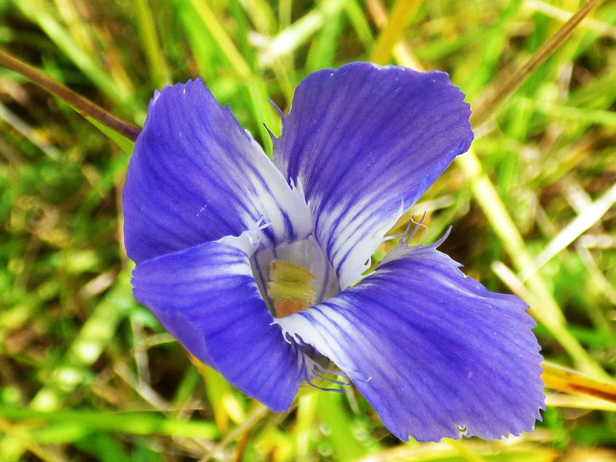 Image of grand fringed gentian