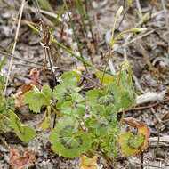 Image of Pelargonium elongatum (Cav.) Steud.