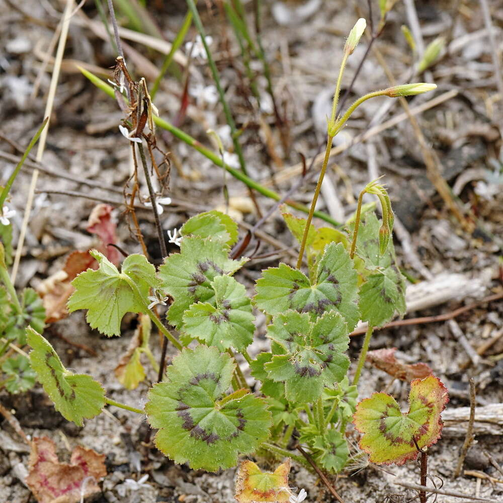 Image of Pelargonium elongatum (Cav.) Steud.