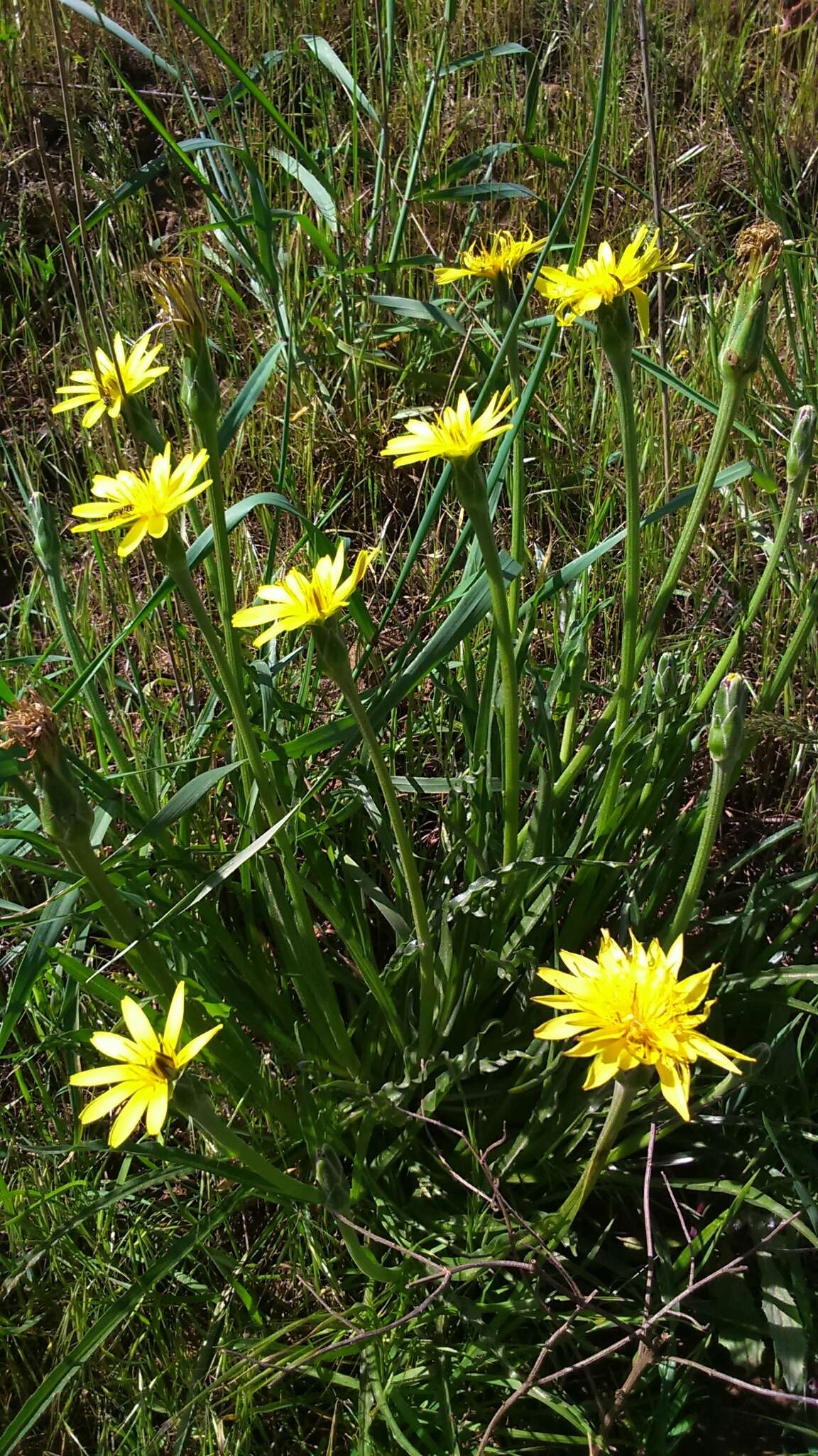 Pseudopodospermum semicanum (DC.) Zaika, Sukhor. & N. Kilian resmi