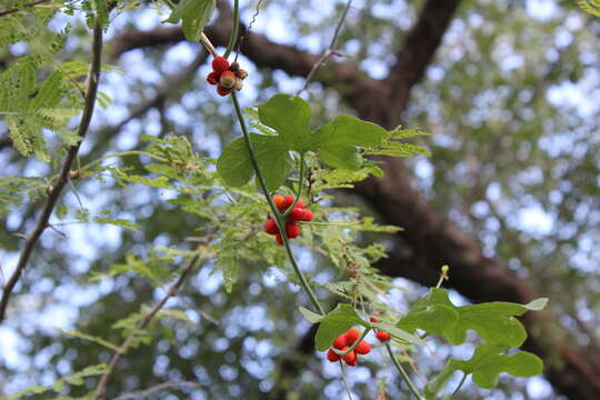 Image of Corallocarpus bainesii (Hook. fil.) A. Meeuse