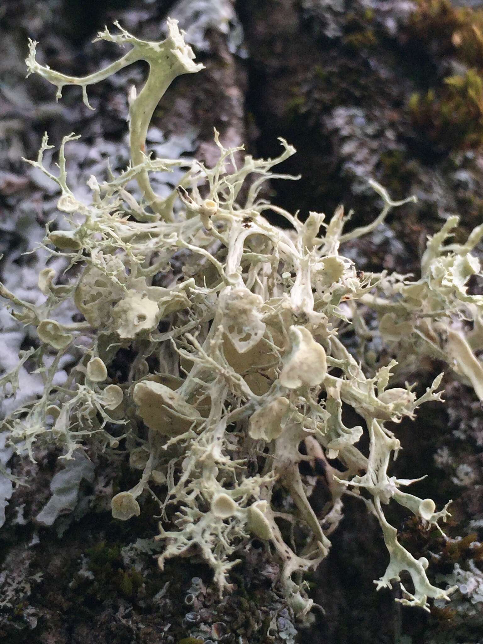 Image of American cartilage lichen