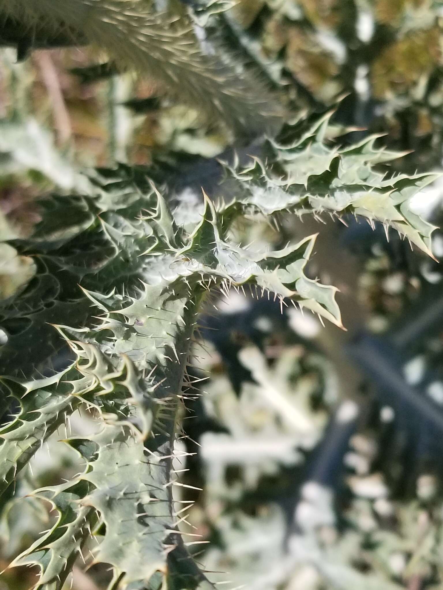 Image of Hawaiian prickly poppy