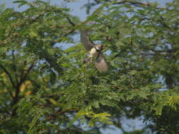 Image of Parrot-billed Seedeater