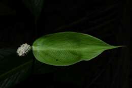 Image of Spathiphyllum humboldtii Schott