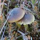 Image de Hygrocybe fuliginata E. Horak 1973