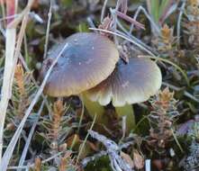 Image of Hygrocybe fuliginata E. Horak 1973