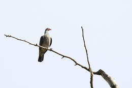 صورة Patagioenas speciosa (Gmelin & JF 1789)