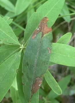 Image of Coleophora kalmiella McDunnough 1936