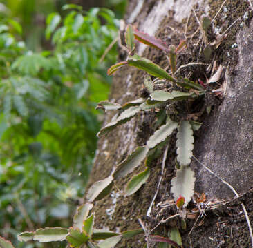 Image of <i>Rhipsalis triangularis</i>